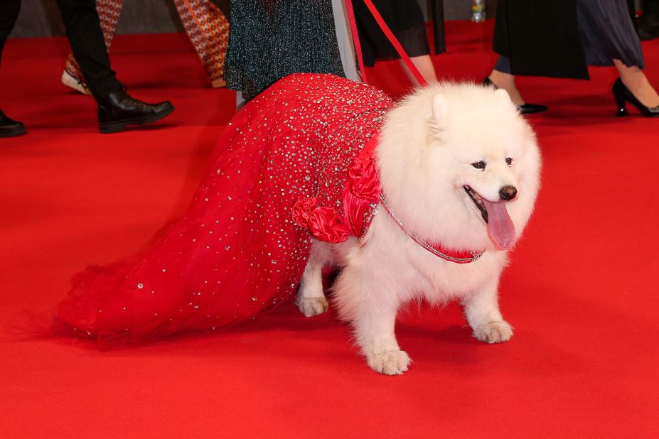 A chic canine was even spotted at the "Project Silence" red carpet on Sunday, wearing a bedazzled cape and collar.