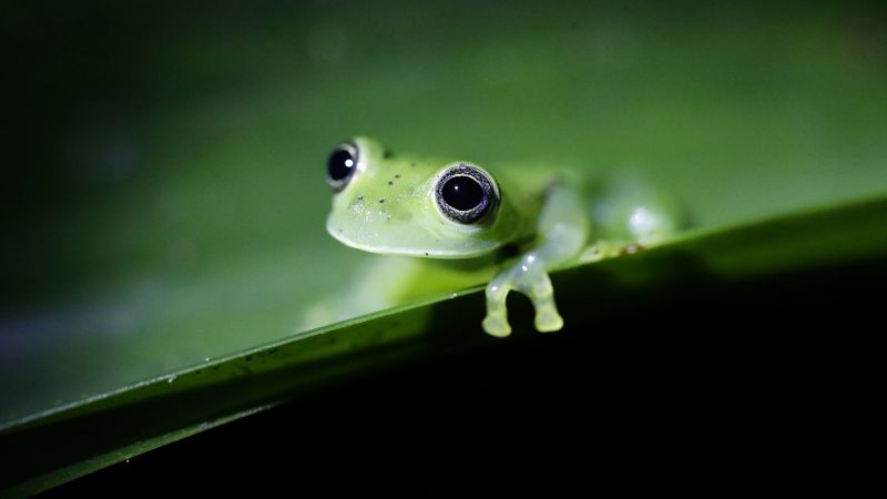 Nearly half the world’s species are seeing rapid population declines, new study finds