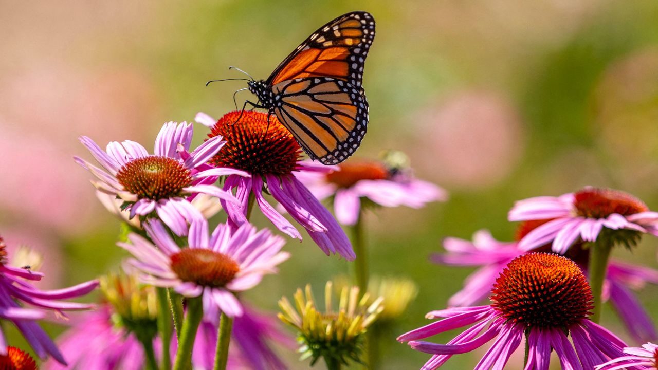 The monarch butterfly is classified as endangered on the International Union for the Conservation of Nature's Red List of Threatened Species.