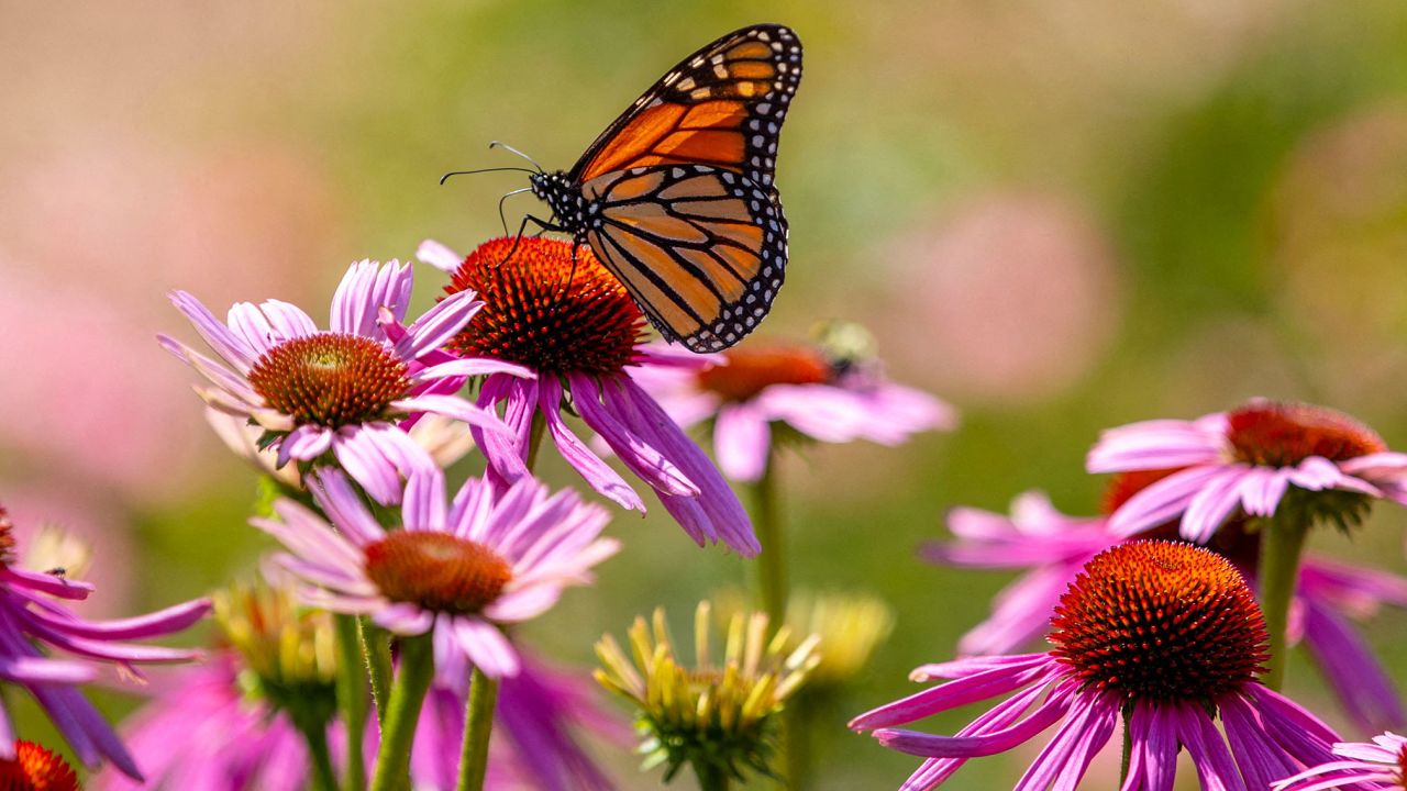 A Monarch butterfly, which is now placed in the endangered category of the International Union for the Conservation of Nature's Red List of Threatened Species, perches at the Royal Botanical Gardens in Burlington, Ontario, Canada July 21, 2022.