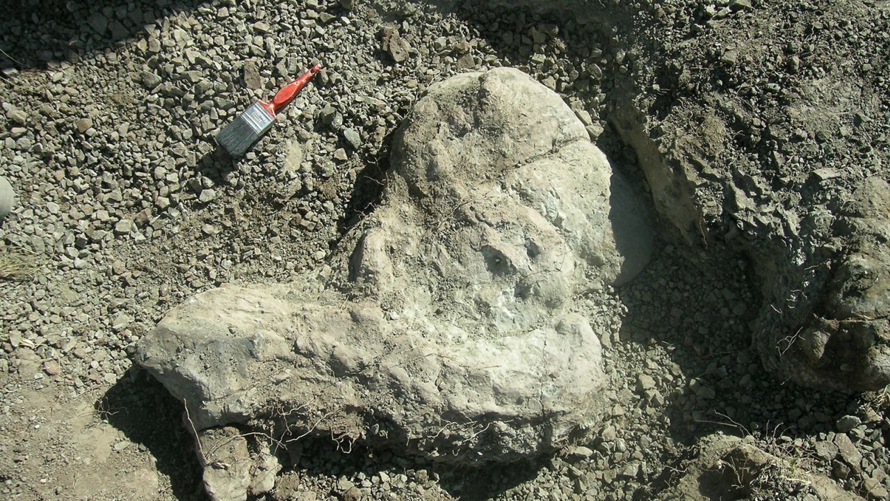 Inostrancevia fossils in the field.
