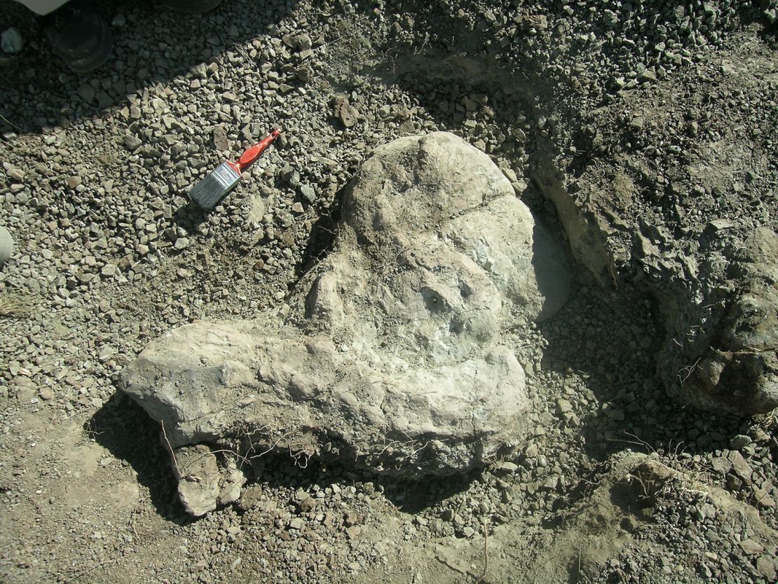 Inostrancevia fossils in the field.