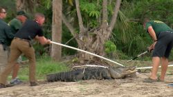 Florida Fish and Wildlife officers work to capture an alligator they believe bit a man who lost his arm after the attack. 