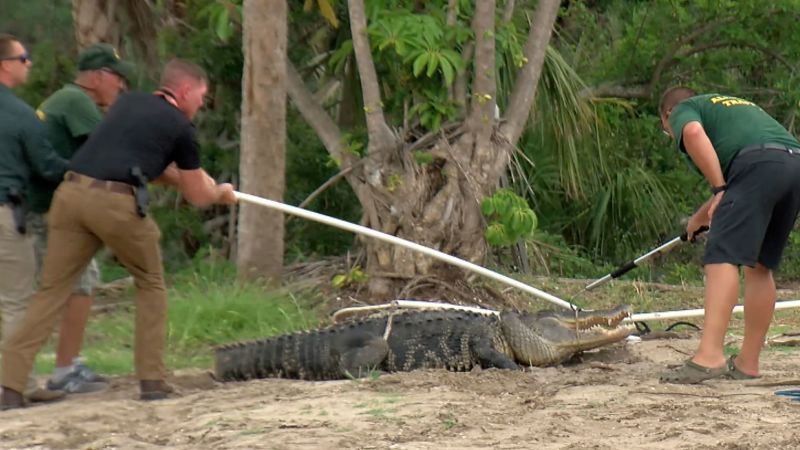 Video shows officials wrangle 10-foot gator they think bit man | CNN