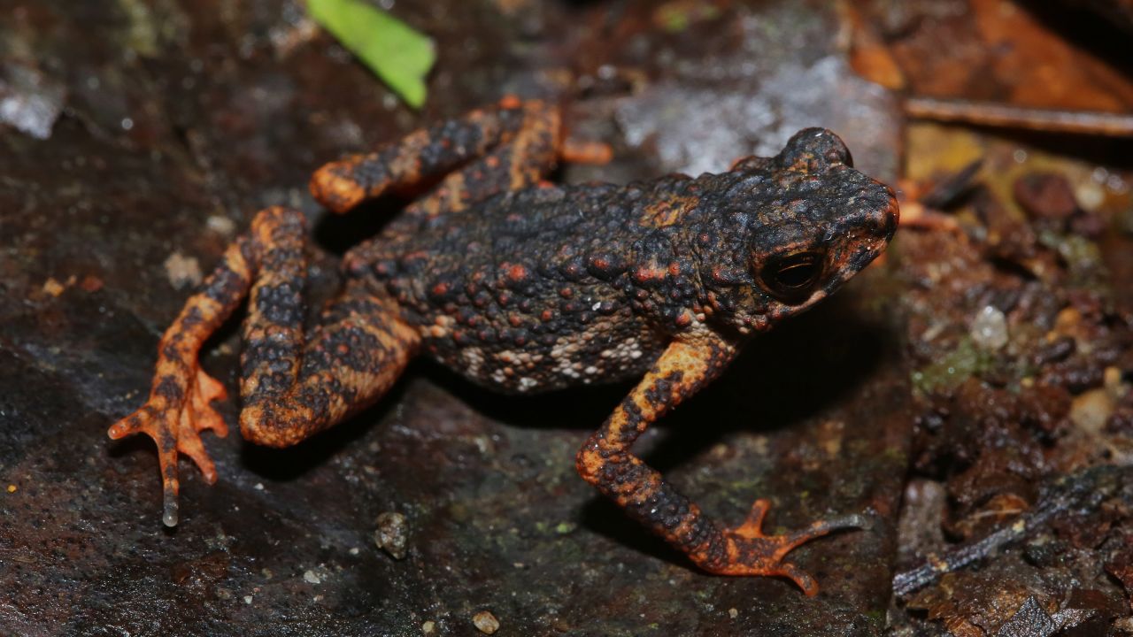 These toads found on the Thai-Malay peninsual have a striking bright reddish orange coloration.