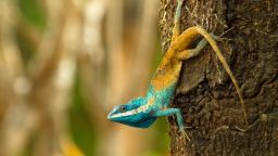 Calotes goetzi The Cambodian blue-crested agma, an aggressive lizard that changes color as a defensive mechanism © Henrik Bringsoe