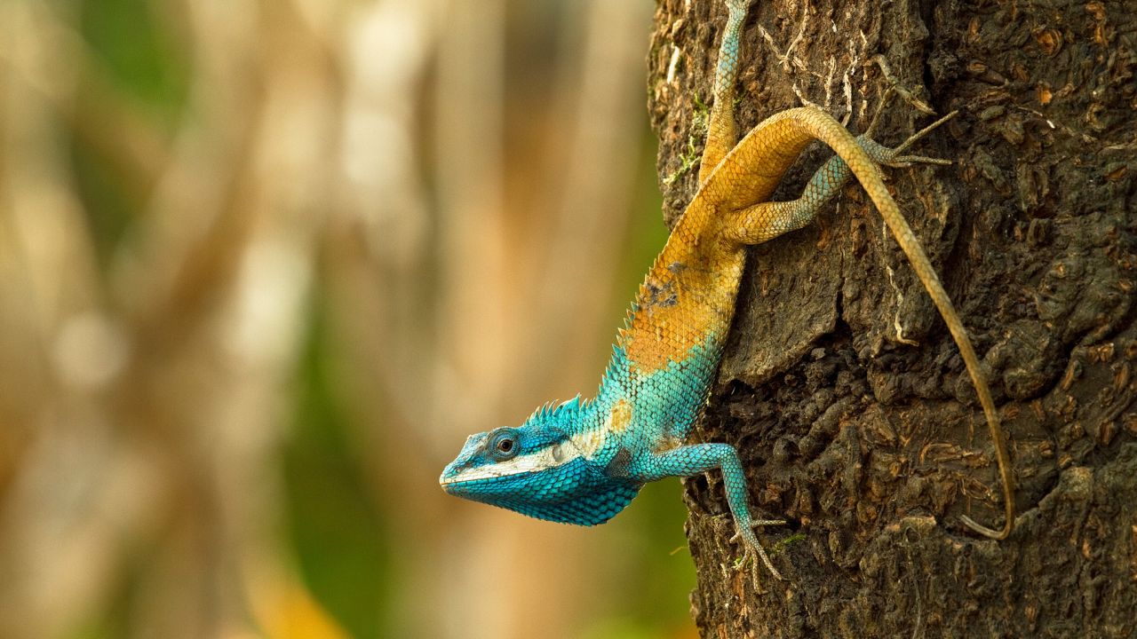 The Cambodian blue-crested agama is among the 380 new species listed in the World Wildlife Fund's latest update on the Mekong region. It changes color as a defense mechanism.