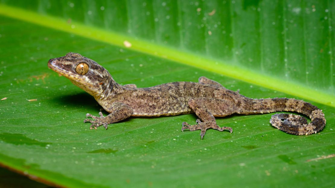 Thailand's bent-toed gecko was named after a mythical tree nymph.