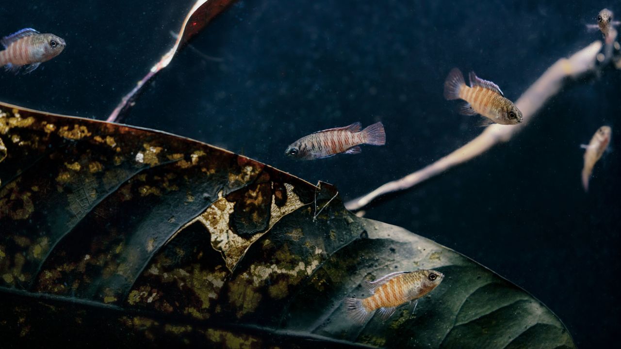 म्यांमार में पाई जाने वाली नन्ही गिरगिट मछली एक उँगलियों के सिरे के आकार की होती है।