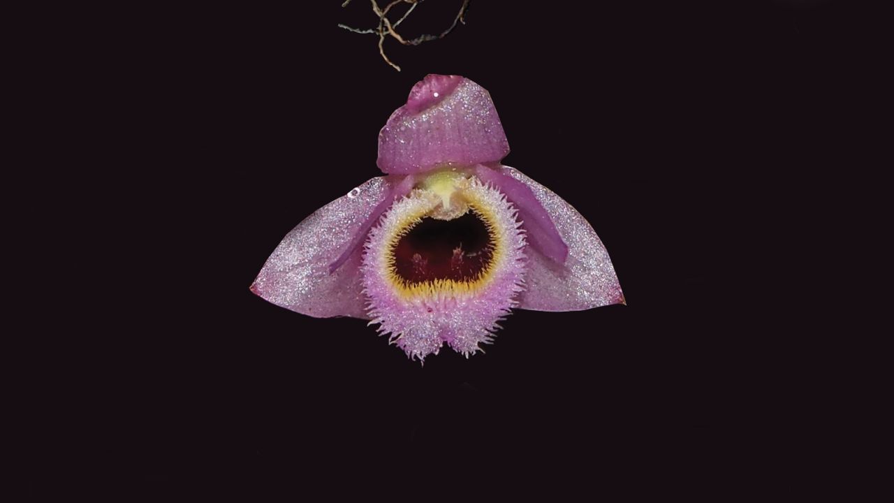 This brilliant pink orchid found in Laos resembles a character from 