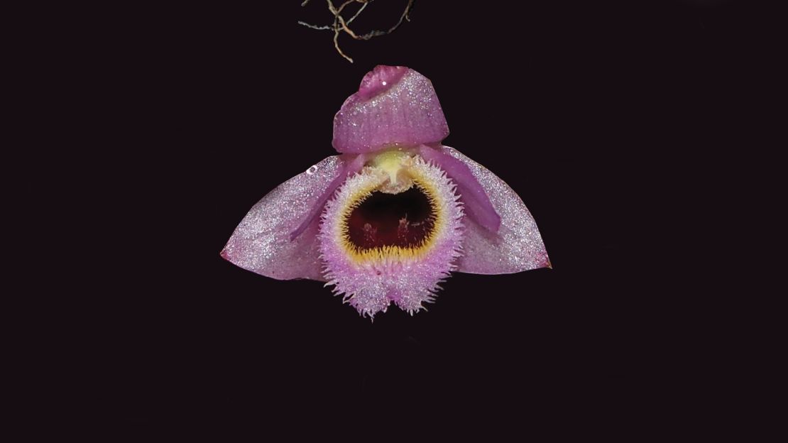 This brilliant pink orchid found in Laos resembles a character from "The Muppet Show."