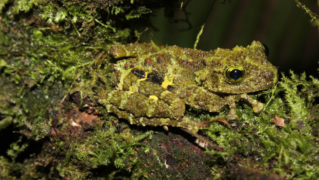 The mossy-green Theloderma khoii frog was found in the forested limestone mountains of northeastern Vietnam.