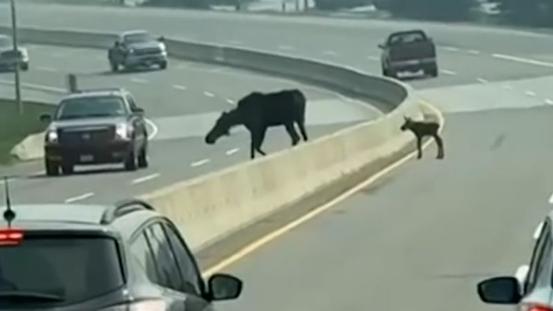 Video: Baby moose causes traffic jam when it won’t follow mom over wall | CNN