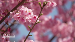 quest world of wonder tokyo a cherry blossom sakura onigiri ramen spc_00010304.png