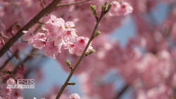 quest world of wonder tokyo d cherry blossom sakura full bloom hanami spc_00001811.png