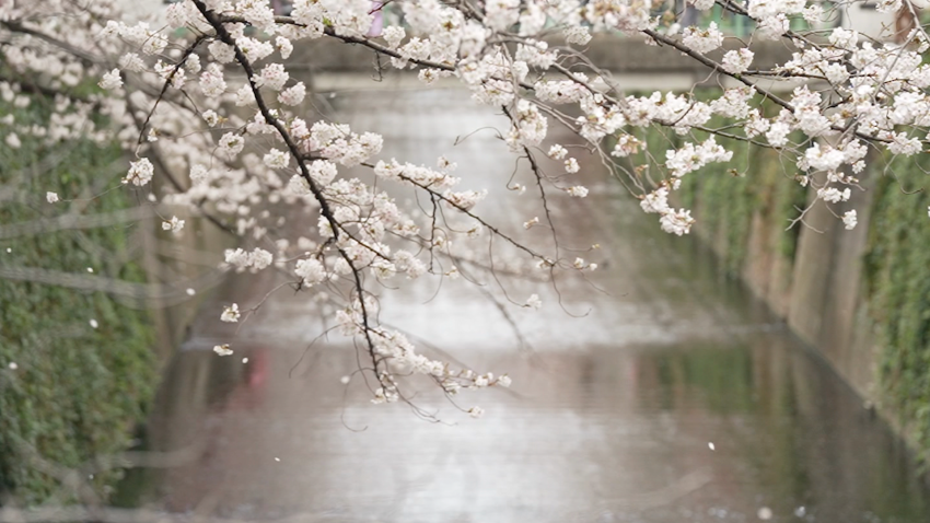  quest world of wonder tokyo d cherry blossom sakura full bloom hanami spc_00001811.png