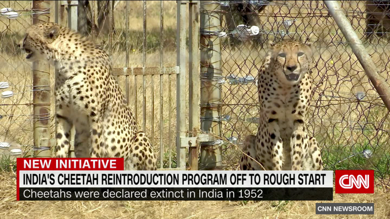 India’s cheetah reintroduction program off to a rough start | CNN