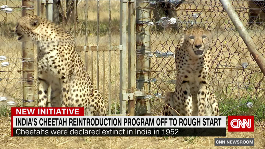 exp india cheetahs ivan watson pkg DATE03ASEG1 cnni world_00002001.png