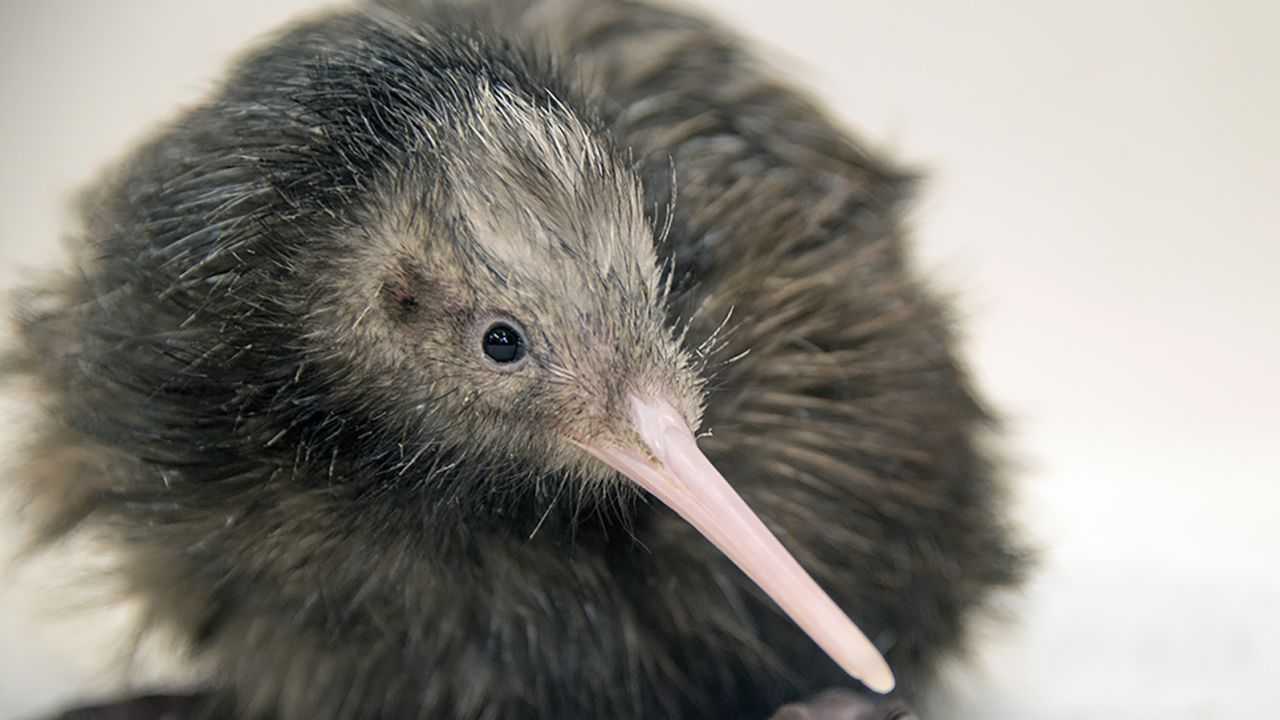 Zoo Miami has apologized for a kiwi petting experience after outrage from New Zealanders.