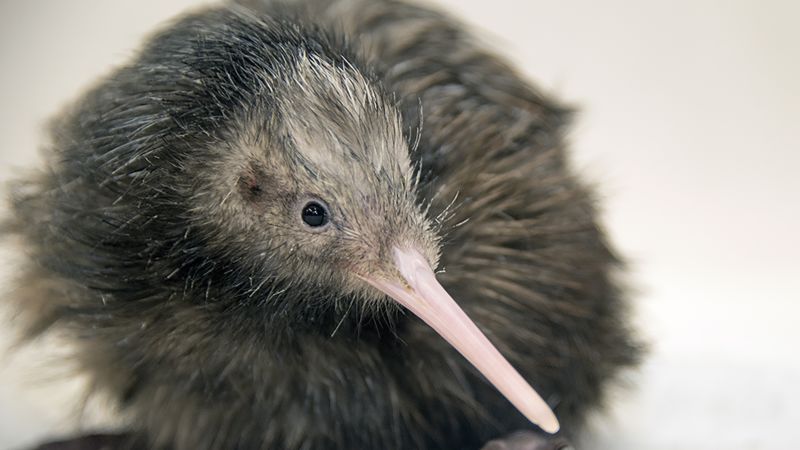 NextImg:US zoo ends kiwi petting experience after outcry from New Zealanders | CNN