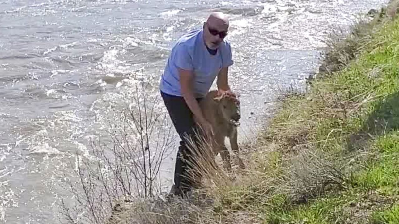 are dogs allowed into yellowstone national park