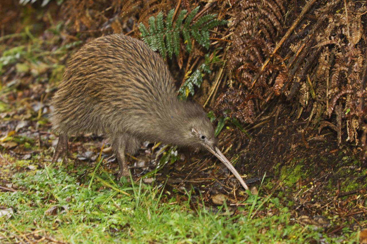 A South Island brown kiwi
