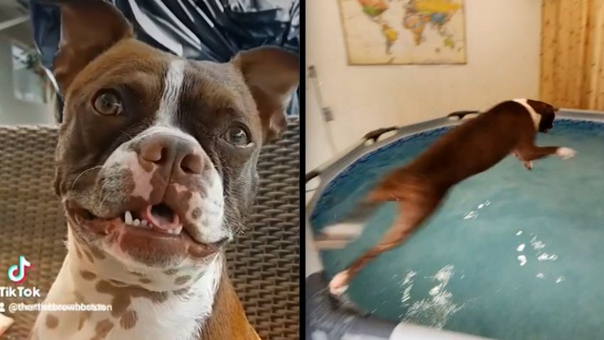 Dog Gets Indoor Pool Split