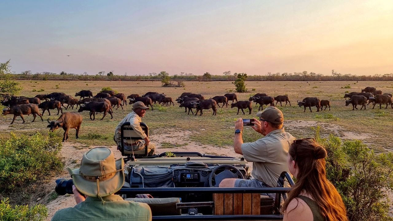 SABI SANDS, SOUTH AFRICA - OCTOBER 9: A herd of Cape Buffalo pass tourists on an evening game drive in the Sabi Sands nature reserve on October 9, 2022 in Mpumalanga, South Africa. The country's embattled tourism sector is expecting a busy summer season, the first in two years without pandemic-induced restrictions. Safari lodges say they are operating at capacity with an influx of international tourists and airlines adding more flights from Europe and the USA. (Photo by David Silverman/Getty Images)