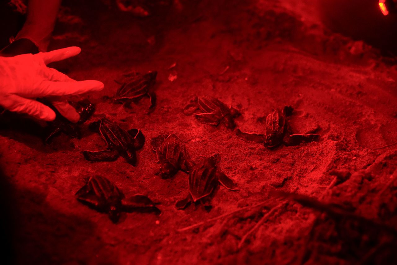 A member of The Leatherback Project for the conservation of leatherback turtles inspects the health of hatchlings on a beach near Armila, Panama, on Saturday, May 20.