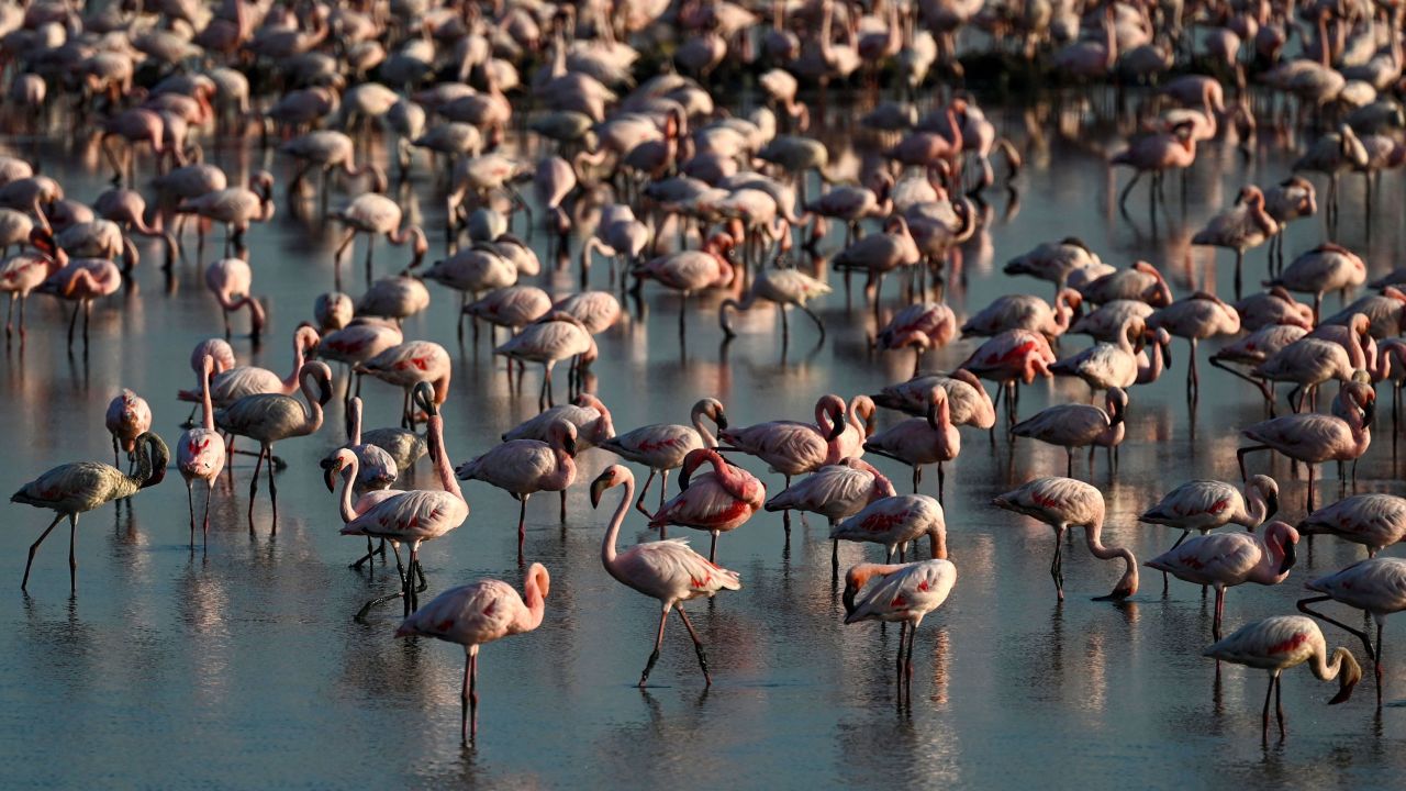 TOPSHOT - Flamingos stand in a pond in Navi Mumbai on May 22, 2023. (Photo by Punit PARANJPE / AFP) (Photo by PUNIT PARANJPE/AFP via Getty Images)