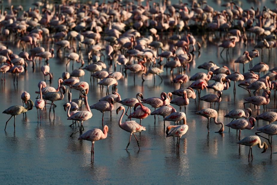 Flamingos stand in a pond in Navi Mumbai, India, on Sunday, May 22.