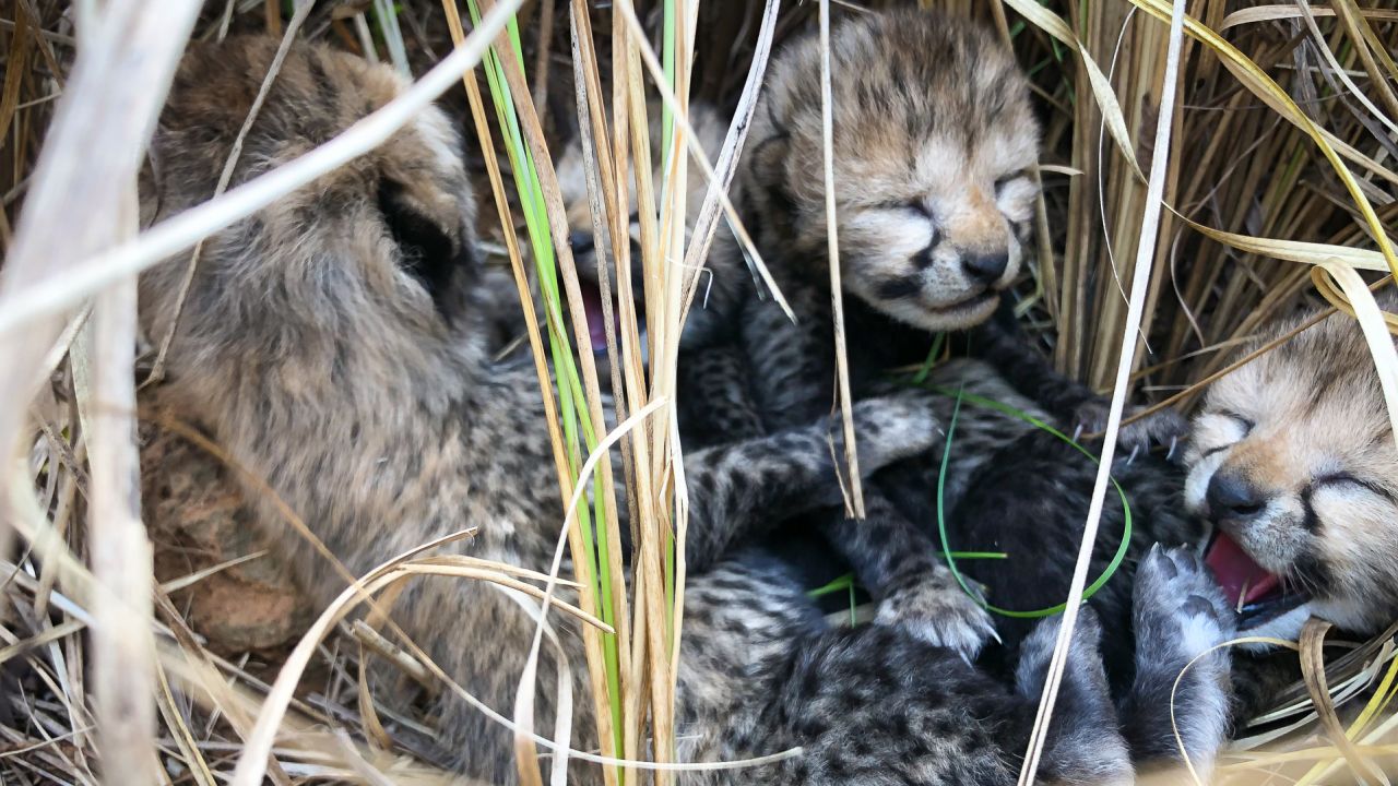 The Indian cheetah cubs are seen together shortly after their birth in March.