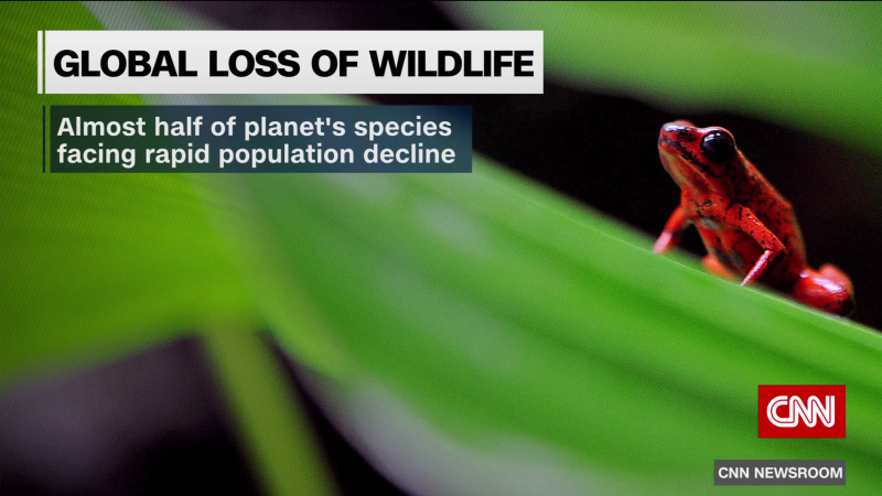 Climate change is putting world’s species at risk | CNN