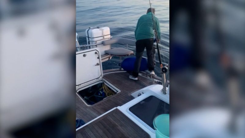 Video: Orcas bite hole in boat off the Iberian coast | CNN