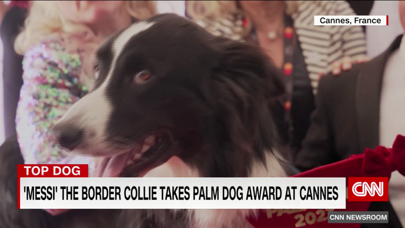 Cannes Film Festival hands out its “Palm Dog” award | CNN