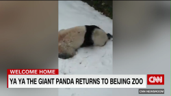 exp  Ya Ya Panda Returns Beijing Zoo RDR 052901ASEG2 CNNi World_00002001.png