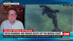 exp Orcas Attack Boats Spain Trites INTV 052901ASEG1 CNNi World_00015929.png