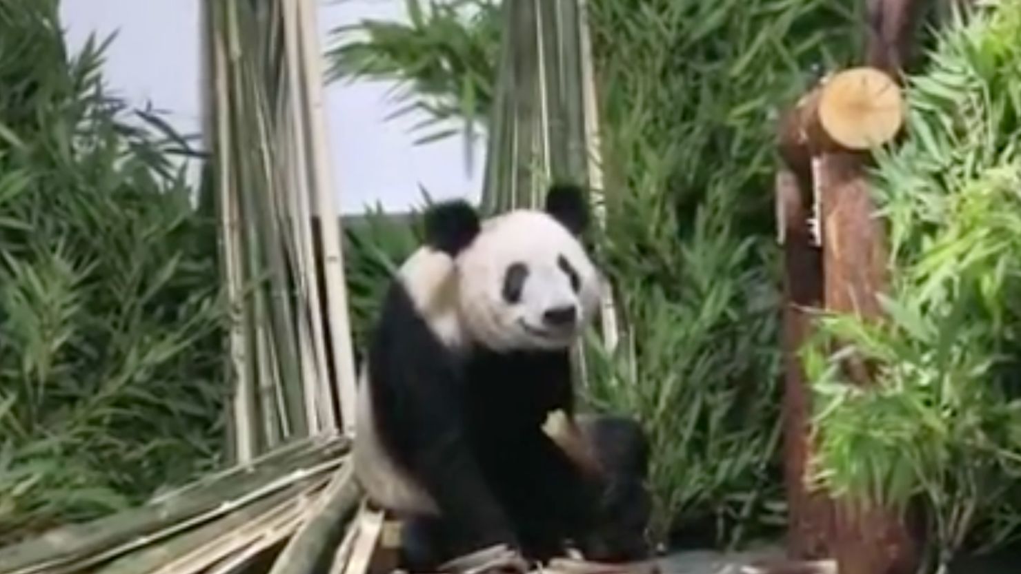 Giant panda Ya Ya has returned to the Beijing Zoo.