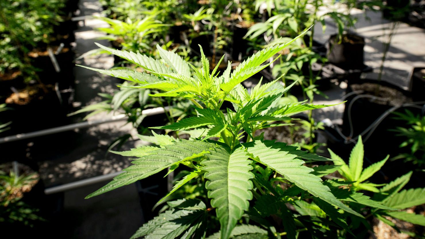 Marijuana plants grow at a Minnesota Medical Solutions greenhouse.