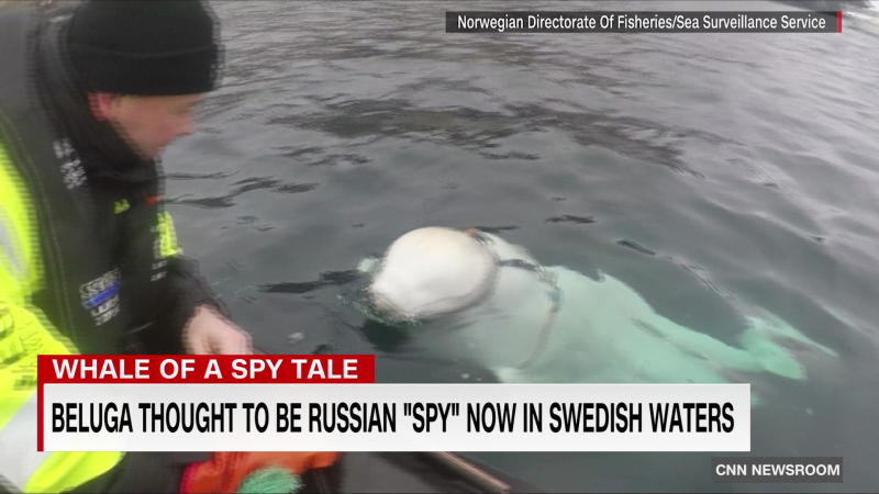 NextImg:"Spy" whale moves into new area | CNN