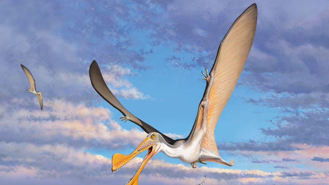 An artist's sketch of a pterosaur. 