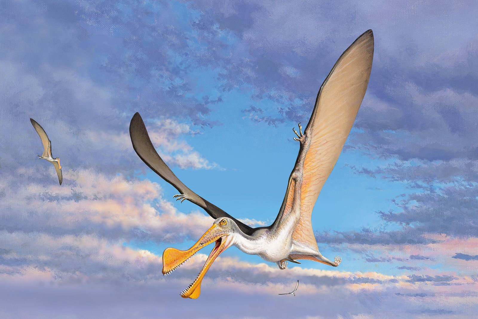 July: Pterosaurs parents, News and features