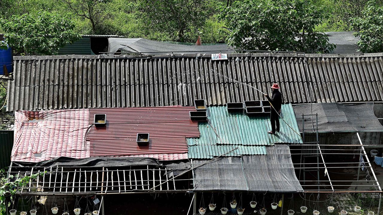 This photo taken on May 30 shows a woman watering her rooftop to cool it down in Hanoi, Vietnam.
