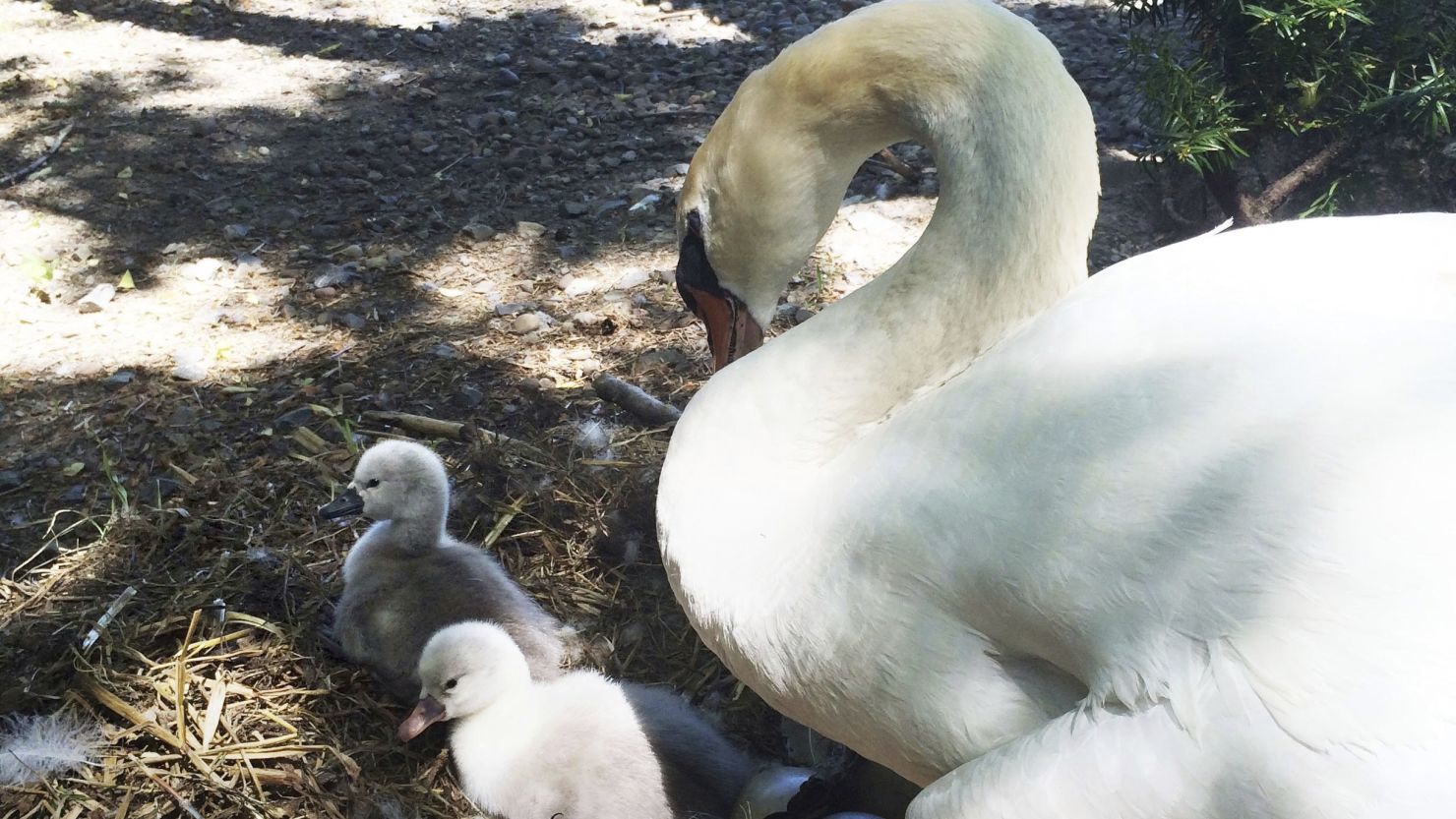 In this June 2014 photo, Faye, a swan, tends to two baby cygnets at the Manlius Swan Pond in Manlius, New York.