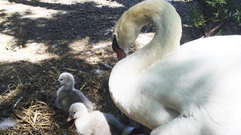 NextImg:3 New York teens arrested in connection with killing and 'consuming' beloved village swan, police say | CNN