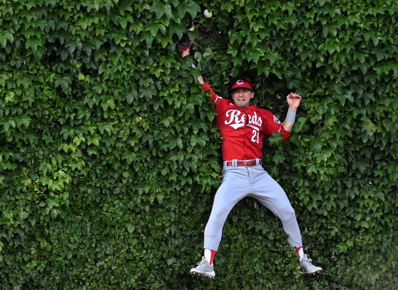 Cincinnati Reds center fielder TJ Friedl jumps into the Wrigley Field ivy to try to make a catch during a Major League Baseball game in Chicago on Saturday, May 27. He was unable to prevent a triple from the Cubs' Dansby Swanson.