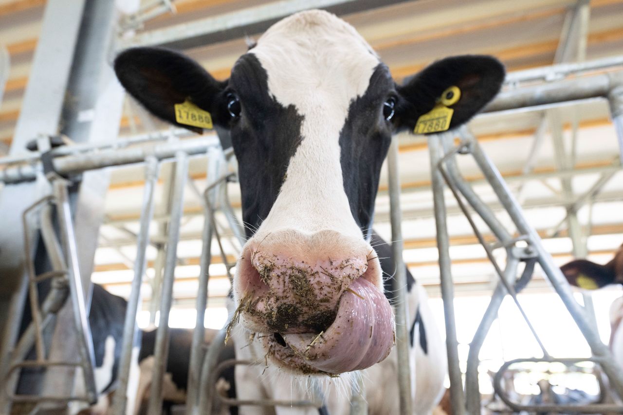 A cow stands in a barn in Wittichenau, Germany, on Thursday, June 1. Thursday was World Milk Day.