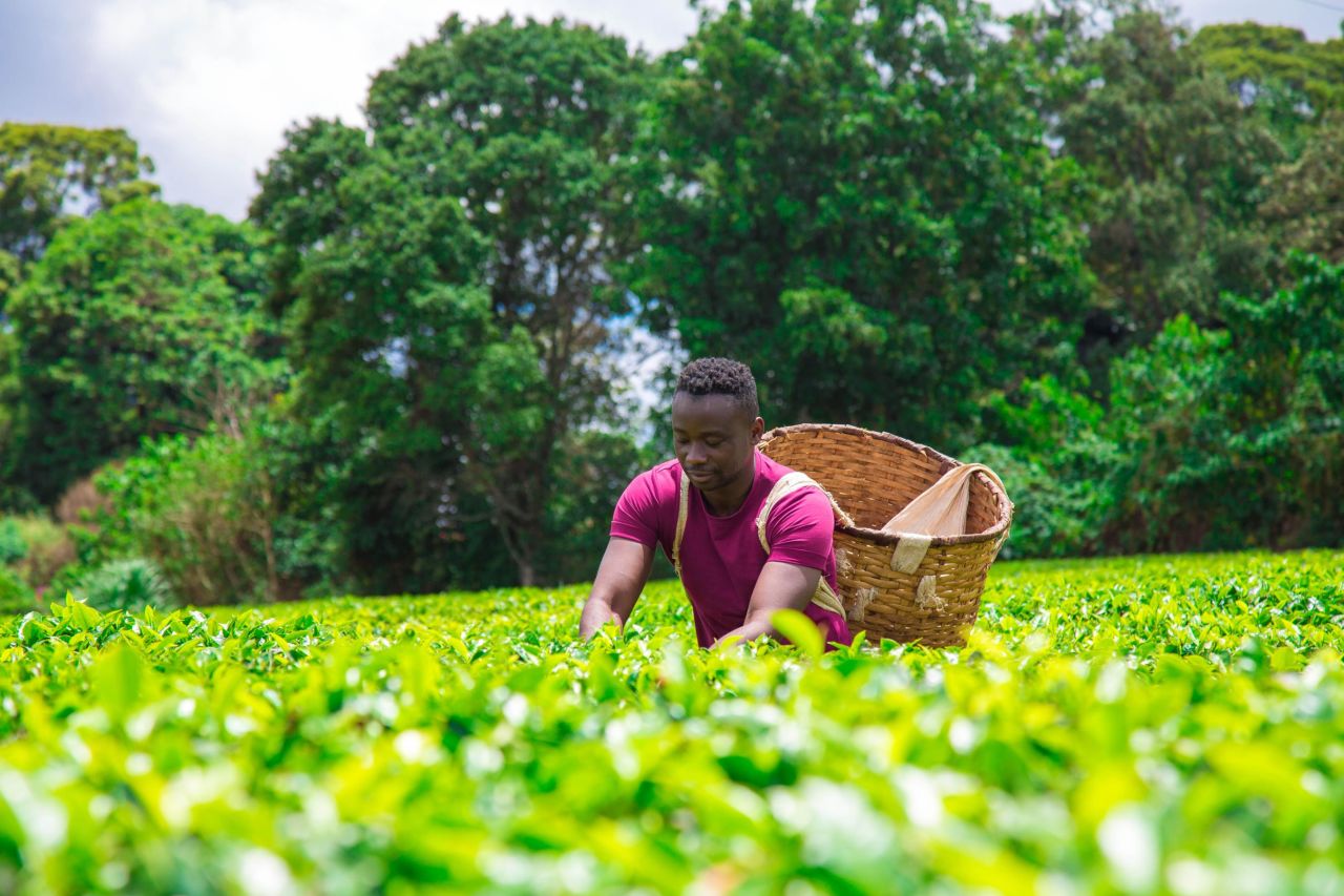 To ensure the quality of fresh produce coming into the restaurant, Malonga sources his vegetables from Musanze in northern Rwanda, where he has a three-hectare organic farm. 
