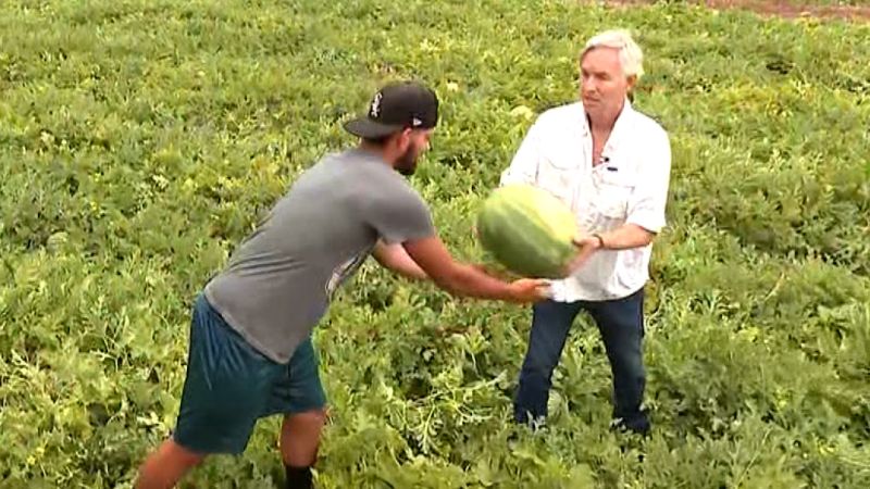 Watch: CNN reporter works on Florida farm completing jobs most American won’t do | CNN