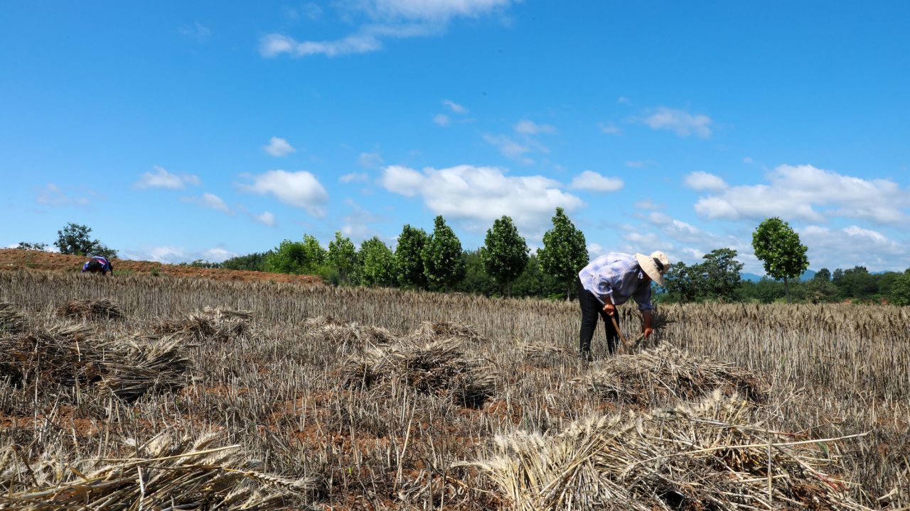 A farmer harvests wheat in Pingdingshan, Henan province, on May 30, 2023.